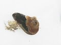 metridium sea  anemone timelapse