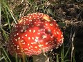Amanita muscaria, fly agaric mushroom