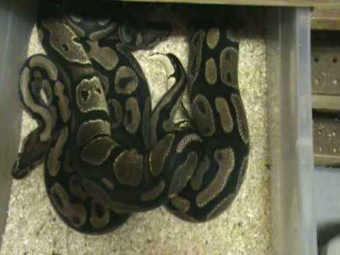 how to properly breed a ball python