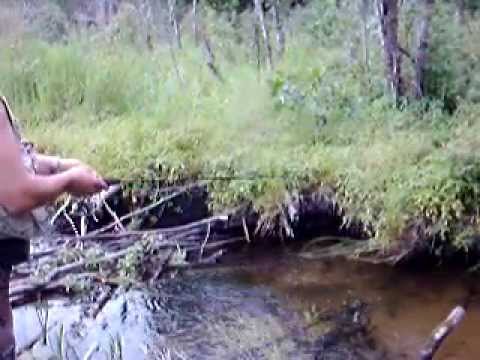 Brook trout