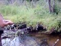 Brook trout