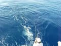 Dolphin (Mahi mahi) fishing Key Biscayne Florida