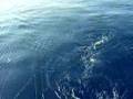 Dolphin (Mahi mahi) fishing Key Biscayne Florida
