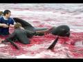 videos de Dantesque, - in the Faroe Islands,  Denmark .wmv