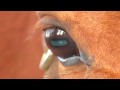 Horse's eye