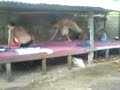 Fanga mata tete\