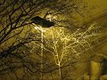 Neve, tormenta a Torino 26 Dic 08 - Snow blizzard at Turin on Dec 26 08