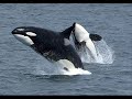 Killer Whale vs. Sea Lions