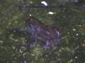 Frog by Night