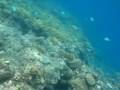 Great Barrier Reef 8 - Big Fish