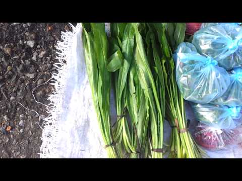 how to grow eryngium foetidum