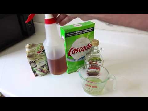 how to get rid of ants in house
