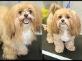 Hair - From my Dog Grooming Salon Fetching Fur