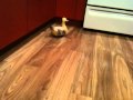 Amusing duck