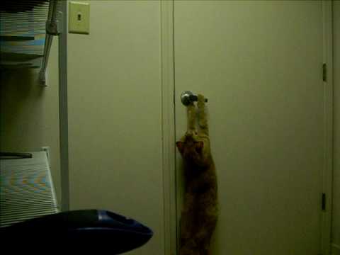 Watch 'The great cat escape'