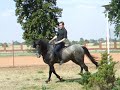 Jeune Cheval de 4 ans & Equitation