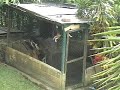 most intelligent dog made the most incredible escape