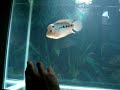 Flowerhorn for sale (check it out)