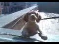 Perrita HADA 4