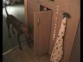 videos de shutit.avi