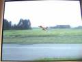 rc extra 300