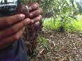 kebun buah salak