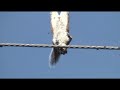 Zapped Squirrel Zapped Squirrel