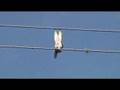Zapped Squirrel