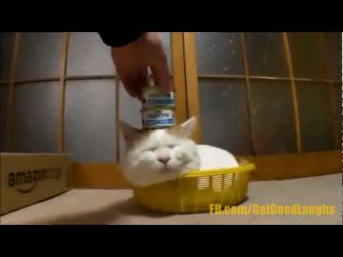Hilarious Cat videos! Cute, Funny and Adorable Cats!! | WEEKLY COMPILATION | GGL