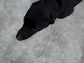 Bakuh, The Cutest Black Labrador Retriever