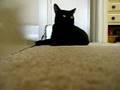 Cat Chatter