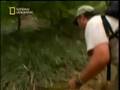 Black Mamba capture