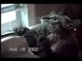 Playful Cats
