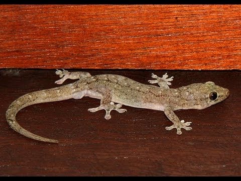 how to eliminate house lizards