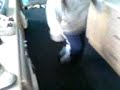 darro-daen-his-tap-dancing.html