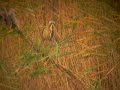 Bittern (Botaurus stellaris)