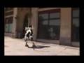 Crazy Cow