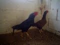 Aseel Rajah Murgh - Lemos - Brazil