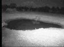 Rhinos on Africam
