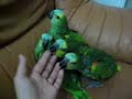 Amazonas Aestiva Aestiva papilleras