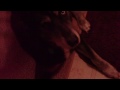my dogs doing tricks