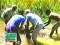 Anaconda attacks dog