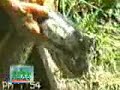 anaconda attacks dog