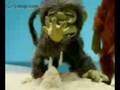 videos de MONKY