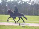 Hengstenkeuring Breiğablik #9 Hengstenkeuring Breiğablik #9