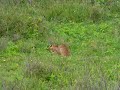 Caracal catches a bird in the Serengeti Caracal catches a bird in the Serengeti