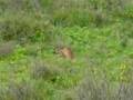 Caracal catches a bird in the Serengeti