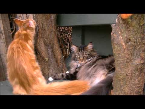 MAINE COON