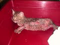 por un mundo libre de crueldad