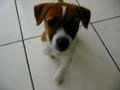 Molly the 10 week old Jack Russell Terrier